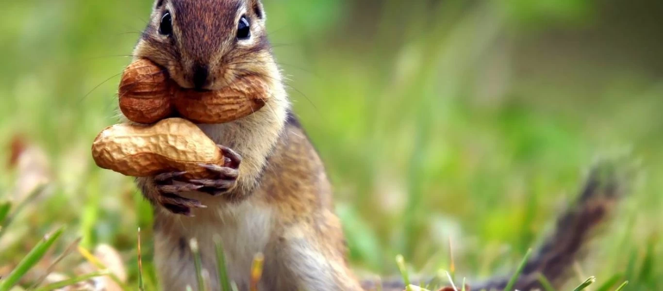 Σκίουροι είχαν γεμίσει αυτοκίνητο με πάνω από 200 καρύδια και χόρτα (φώτο)